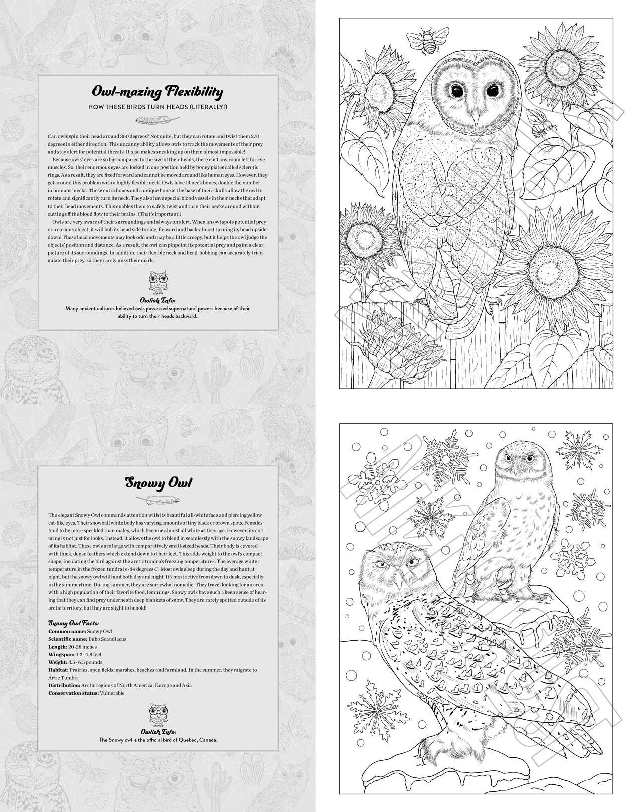 Educational owl coloring book for kids and adults.
