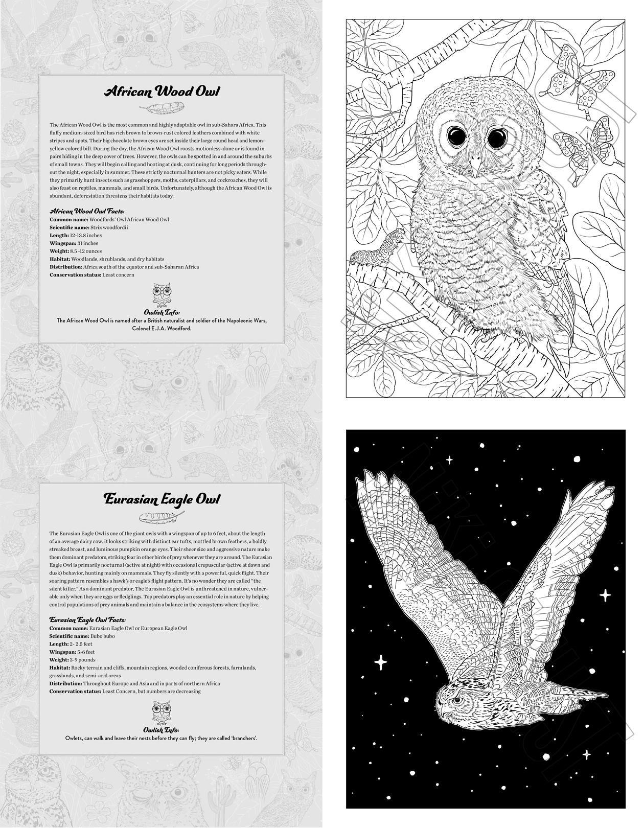 Whoo's Who in the Night Sky, An Owl Coloring Book