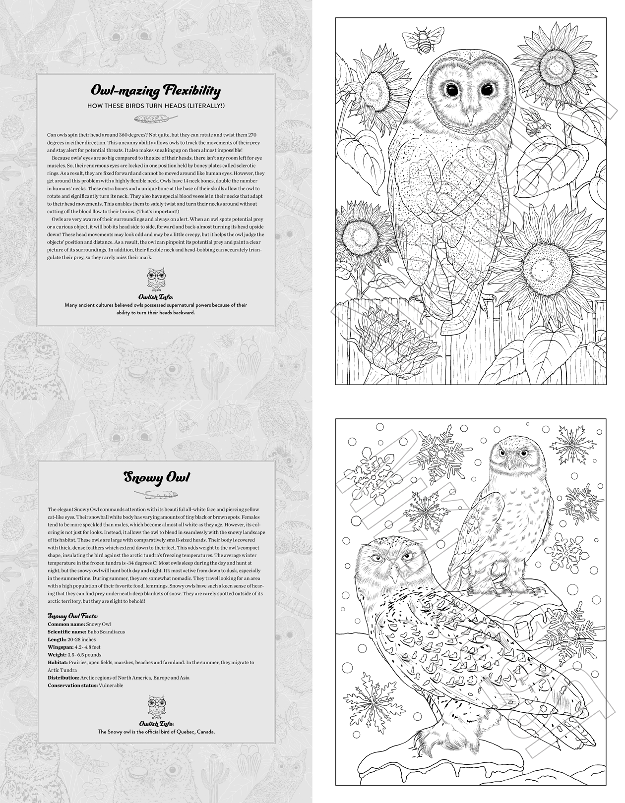 Whoo's Who in the Night Sky, An Owl Coloring Book