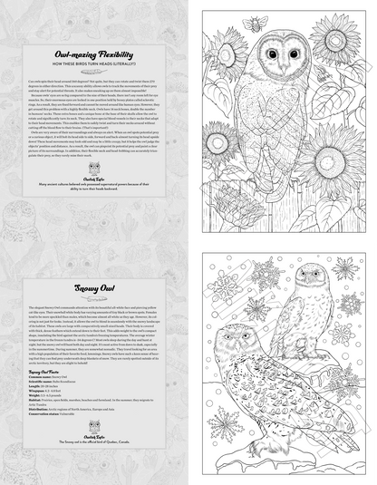 Whoo's Who in the Night Sky, An Owl Coloring Book